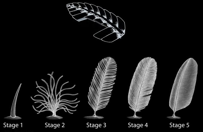 evolution of feathers