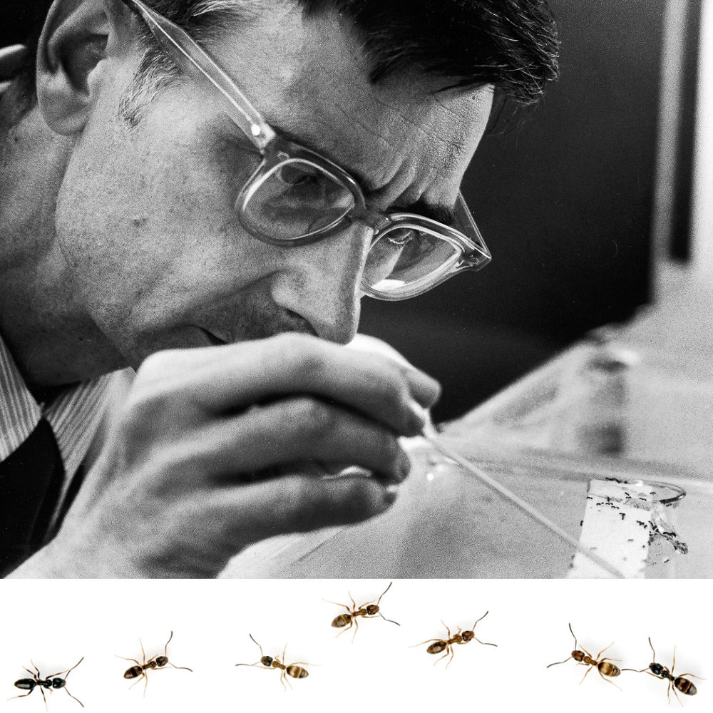 E.O. Wilson studying ants