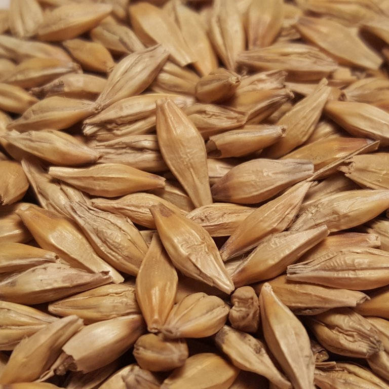 grains of barley